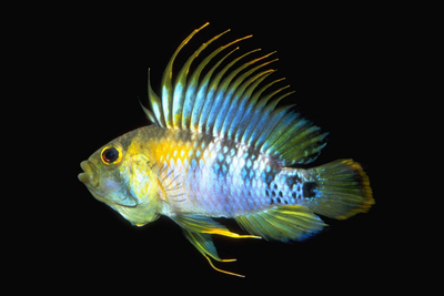 Apistogramma baenschi